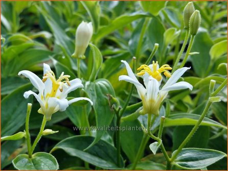 Tricyrtis hirta &#039;Alba&#039; | Armeluisorchidee, Paddenlelie | Borstige Kr&ouml;tenlilie