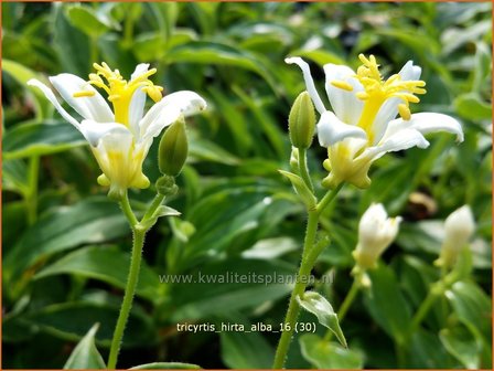 Tricyrtis hirta &#039;Alba&#039; | Armeluisorchidee, Paddenlelie | Borstige Kr&ouml;tenlilie