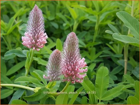 Trifolium rubens &#039;Peach Pink&#039; | Purperrode klaver, Klaver | Purpurklee