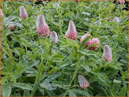 Trifolium rubens &#039;Peach Pink&#039; | Purperrode klaver, Klaver | Purpurklee