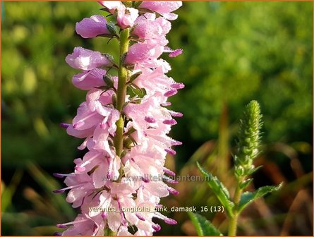 Veronica longifolia &#039;Pink Damask&#039; | Lange ereprijs, Ereprijs | Langbl&auml;ttriger Ehrenpreis