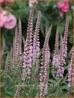 Veronica longifolia &#039;Pink Damask&#039; | Lange ereprijs, Ereprijs | Langbl&auml;ttriger Ehrenpreis