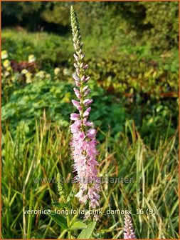 Veronica longifolia &#039;Pink Damask&#039; | Lange ereprijs, Ereprijs | Langbl&auml;ttriger Ehrenpreis