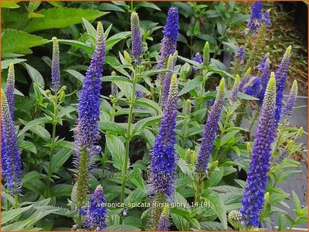 Veronica spicata &#039;First Glory&#039; | Aarereprijs, Ereprijs | &Auml;hren-Ehrenpreis