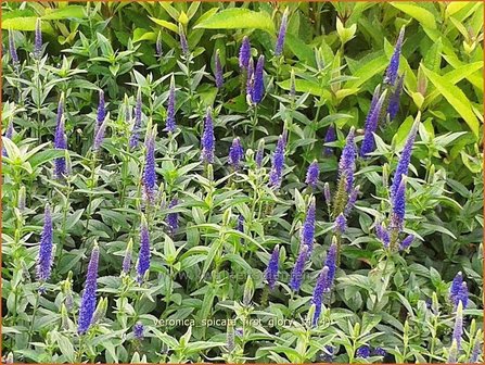 Veronica spicata &#039;First Glory&#039; | Aarereprijs, Ereprijs | &Auml;hren-Ehrenpreis