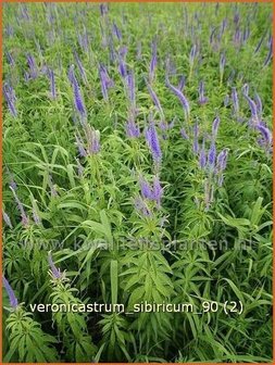 Veronicastrum sibiricum