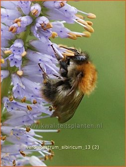 Veronicastrum sibiricum