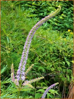 Veronicastrum sibiricum