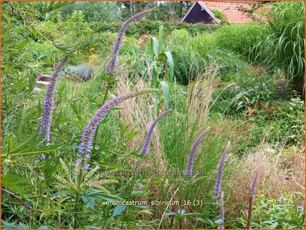 Veronicastrum sibiricum