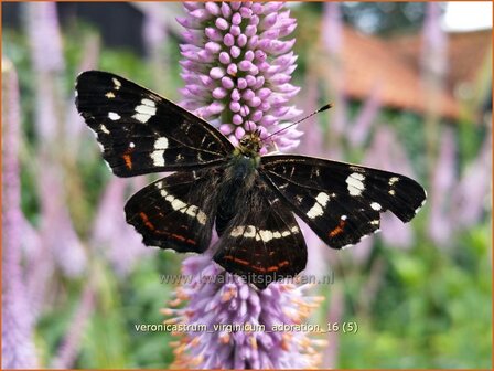 Veronicastrum virginicum &#039;Adoration&#039; | Virginische ereprijs, Zwarte ereprijs | Kandelaberehrenpreis