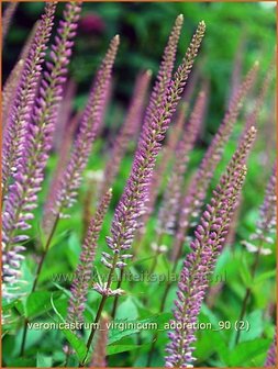 Veronicastrum virginicum &#039;Adoration&#039; | Virginische ereprijs, Zwarte ereprijs | Kandelaberehrenpreis