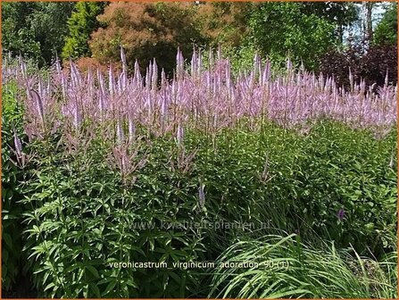 Veronicastrum virginicum &#039;Adoration&#039; | Virginische ereprijs, Zwarte ereprijs | Kandelaberehrenpreis