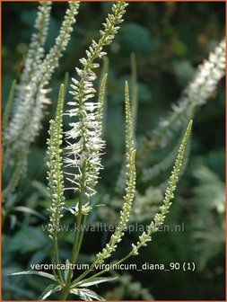 Veronicastrum virginicum &#039;Diana&#039; | Virginische ereprijs, Zwarte ereprijs | Kandelaberehrenpreis