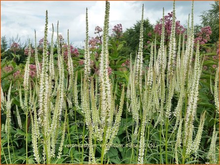 Veronicastrum virginicum &#039;Diana&#039; | Virginische ereprijs, Zwarte ereprijs | Kandelaberehrenpreis