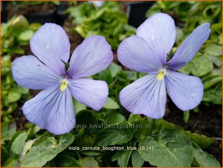 Viola cornuta &#039;Boughton Blue&#039; | Hoornviooltje, Viooltje | Hornveilchen