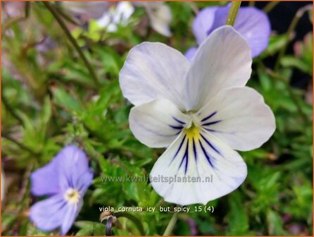 Viola cornuta &#039;Icy but Spicy&#039; | Hoornviooltje, Viooltje | Hornveilchen