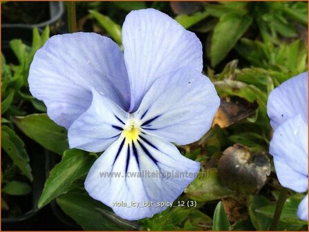 Viola cornuta &#039;Icy but Spicy&#039; | Hoornviooltje, Viooltje | Hornveilchen