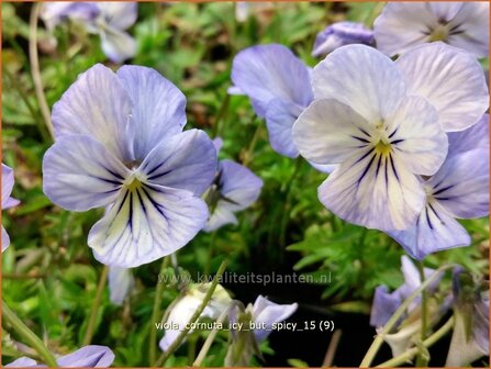 Viola cornuta &#039;Icy but Spicy&#039; | Hoornviooltje, Viooltje | Hornveilchen