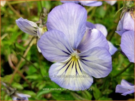 Viola cornuta &#039;Icy but Spicy&#039; | Hoornviooltje, Viooltje | Hornveilchen