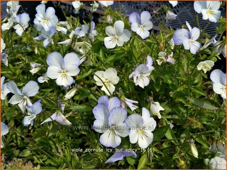 Viola cornuta &#039;Icy but Spicy&#039; | Hoornviooltje, Viooltje | Hornveilchen