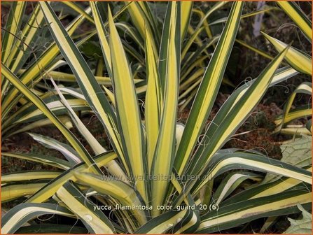 Yucca filamentosa &#039;Color Guard&#039; | Palmlelie | F&auml;dige Palmlilie