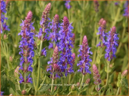 Salvia nemorosa &#039;Blauh&uuml;gel&#039; | Bossalie, Salie, Salvia | Steppensalbei | Woodland Sage