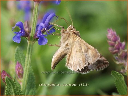 Salvia nemorosa &#039;Blauhuegel&#039; | Salie, Salvia