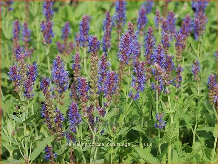 Salvia nemorosa &#039;Blauhuegel&#039; | Salie, Salvia