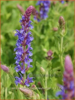 Salvia nemorosa &#039;Blauhuegel&#039; | Salie, Salvia