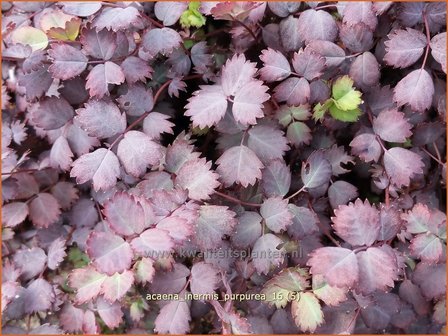 Acaena inermis &#039;Purpurea&#039; | Stekelnootje | Unbewehrtes Stacheln&uuml;sschen