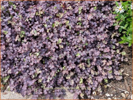 Acaena inermis &#039;Purpurea&#039; | Stekelnootje | Unbewehrtes Stacheln&uuml;sschen