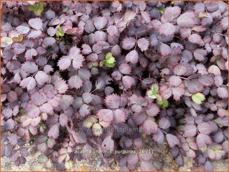 Acaena inermis &#039;Purpurea&#039; | Stekelnootje | Unbewehrtes Stacheln&uuml;sschen