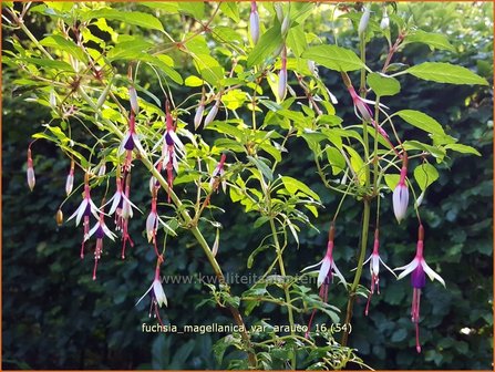 Fuchsia magellanica var. arauco | Bellenplant, Tuinfuchsia, Fuchsia | Scharlachfuchsie