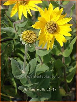 Helianthus mollis | Vaste zonnebloem | Behaarte Sonnenblume