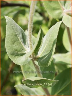 Helianthus mollis | Vaste zonnebloem | Behaarte Sonnenblume