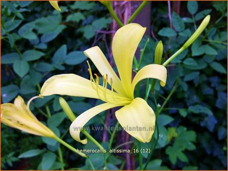 Hemerocallis altissima | Daglelie | Taglilie