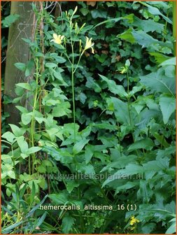 Hemerocallis altissima | Daglelie | Taglilie