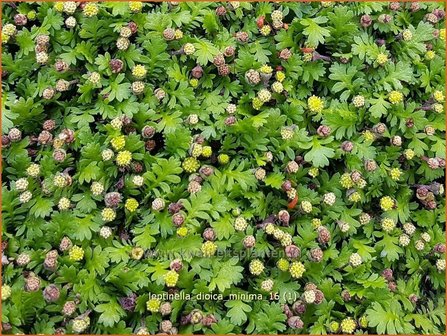 Leptinella dioica &#039;Minima&#039; | Vedermos, Koperknoopje, Goudknopje | Mattgr&uuml;ner Fiederteppich