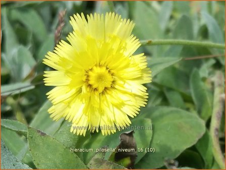 Hieracium pilosella &#039;Niveum&#039; | Muizenoor, Havikskruid | Kleines Habichtskraut