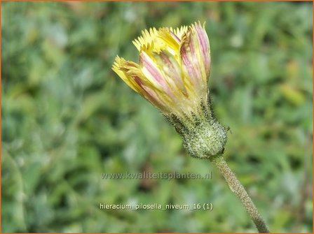 Hieracium pilosella &#039;Niveum&#039; | Muizenoor, Havikskruid | Kleines Habichtskraut