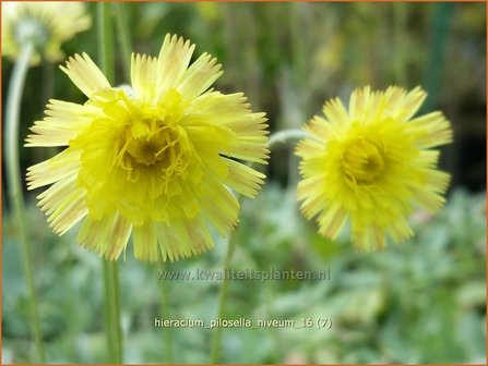 Hieracium pilosella &#039;Niveum&#039; | Muizenoor, Havikskruid | Kleines Habichtskraut