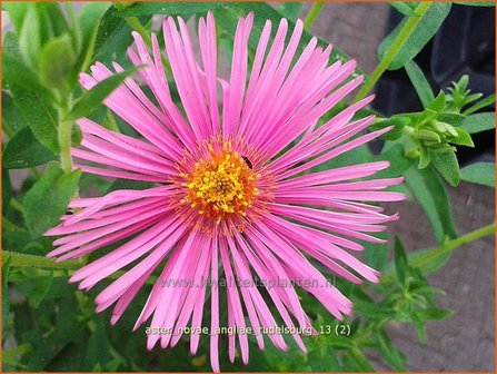 Aster novae-angliae &amp;#x0027;Rudelsburg&amp;#x0027; | Herfstaster, Aster | Neuengland-Aster