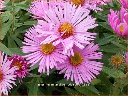 Aster novae-angliae &#039;Rudelsburg&#039; | Herfstaster, Aster | Neuengland-Aster