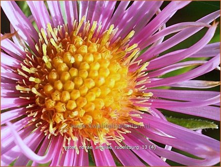 Aster novae-angliae &#039;Rudelsburg&#039; | Herfstaster, Aster | Neuengland-Aster