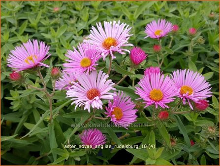 Aster novae-angliae &#039;Rudelsburg&#039; | Herfstaster, Aster | Neuengland-Aster