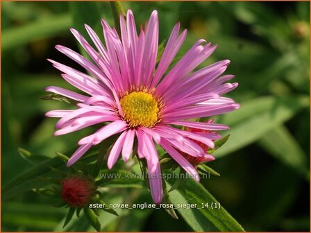 Aster novae-angliae &#039;Rosa Sieger&#039; | Aster, Herfstaster