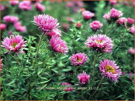 Aster novae-angliae &#039;Rosa Sieger&#039; | Aster, Herfstaster