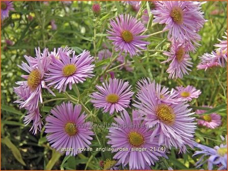 Aster novae-angliae &#039;Rosa Sieger&#039; | Aster, Herfstaster