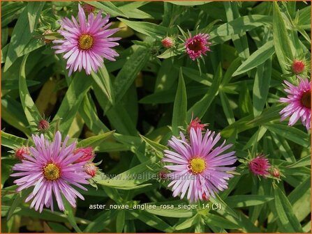 Aster novae-angliae &#039;Rosa Sieger&#039; | Aster, Herfstaster