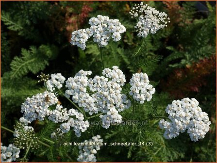 Achillea millefolium &#039;Schneetaler&#039; | Duizendblad | Gew&ouml;hnliche Schafgarbe